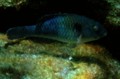 Parrotfish - European Parrotfish - Sparisoma cretense