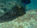 Cephalopoda - Common Cuttlefish - Sepia Officinalis
