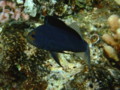 Soapfish - Red Sea Soapfish - Diploprion drachi