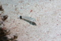 Sandperches - Speckled Sandperch - Parapercis hexophthalma