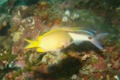 Damselfish - Yellow Chromis - Chromis analis
