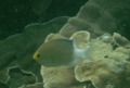 Damselfish - Ovate Chromis - Chromis ovatiformes