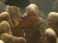 Damselfish - Darkfin chromis - Chromis atripes