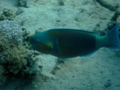Parrotfish - Bullethead parrotfish - Chlorurus sordidus