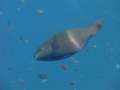 Parrotfish - Purple-brown Parrotfish - Scarus fuscopurpureus
