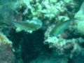 Sweeper - Silver Sweeper - Pempheris oualensis