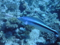 Tilefish - Blue blanquillo - Malacanthus latovittatus