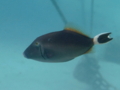 Triggerfish - Bluethroat Triggerfish - Sufflamen albicaudatus