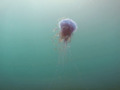 Jellyfish - Blue Jellyfish - Cyanae Lamarckii