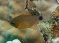 Cardinalfish - Orangelined cardinalfish - Archamia fucata