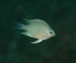 Damselfish - Whitebelly Damselfish - Amblyglyphidodon leucogaster