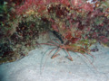 Crabs - Arrow Crab - Stenorhynchus Seticornis