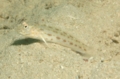 Gobies - Red Sea Shrimpgoby - Ctenogobiops maculosus