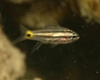 Cardinalfish - Fiveline Cardinalfish - Cheilodipterus quinquelineatus