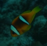 Damselfish - Red Sea Anemonefish - Amphiprion bicinctus