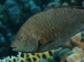 Parrotfish - Dotted Parrotfish - Calotomus viridescens