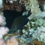 Surgeonfish - Dusky Surgeonfish(Brown Surgeonfish) - Acanthurus nigrofuscus