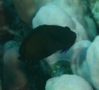 Angelfish - Dusky Angelfish - Centropyge multispinis