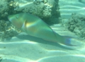 Parrotfish - Longnose Parrotfish - Hipposcarus harid