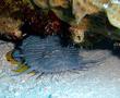 Toadfish - Splendid Toadfish - Sanopus splendidus