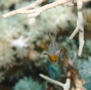 Hogfish - Lyretail Hogfish - Bodianus anthioides