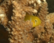 Gobies - Lemon Coral Goby - Gobiodon citrinus