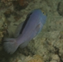 Soapfish - Red Sea Soapfish - Diploprion drachi