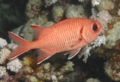Squirrelfish - White-edged Soldierfish - Myripristis murdjan