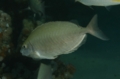 Rabbitfish - Red Sea Rabbitfish - Siganus rivulatus
