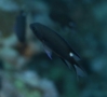 Damselfish - Trispot Chromis - Chromis trialpha