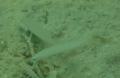 Dartfish - Blue Gudgeon - Ptereleotris Microlepis