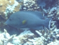 Groupers - Redmouth Grouper - Aethaloperca rogaa
