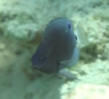 Damselfish - Threeline Damselfish - Pomacentrus trilineatus
