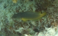 Dottybacks - Olive Dottyback - Pseudochromis olivaceus