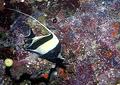 Surgeonfish - Moorish Idol - Zanclus cornutus