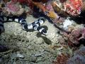 Sea Snakes - Sea Krait - Laticauda colubrina