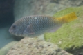 Parrotfish - Yellowtail Parrotfish - Sparisoma rubripinne