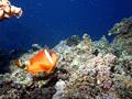 Damselfish - Tomato Anemonefish - Amphiprion frenatus