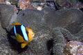 Damselfish - Clark's Anemonefish - Amphiprion clarkii