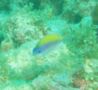 Damselfish - Sunshinefish - Chromis insolata