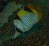 Butterflyfish - Blackwedged butterflyfish - Chaetodon falcula