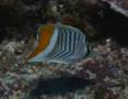 Butterflyfish - Seychelles Butterflyfish - Chaetodon madagaskariensis