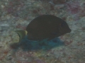 Surgeonfish - Orange-socket Surgeonfish - Acanthurus auranticavus