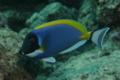 Surgeonfish - Powder Blue - Acanthurus leucosternon