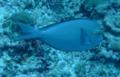 Surgeonfish - Yellowmask Surgeonfish - Acanthurus mata