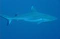 Sharks - Grey Reef Shark - Carcharhinus amblyrhynchos