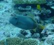 Filefish - Whitespotted Filefish - Cantherhines dumerilii