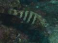 Parrotfish - Blue Moon Parrotfish - Chlorurus atrilunula