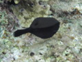 Trunkfish - Arabian Boxfish - Ostracion cyanurus