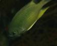 Damselfish - Black-axil Chromis - Chromis atripectoralis